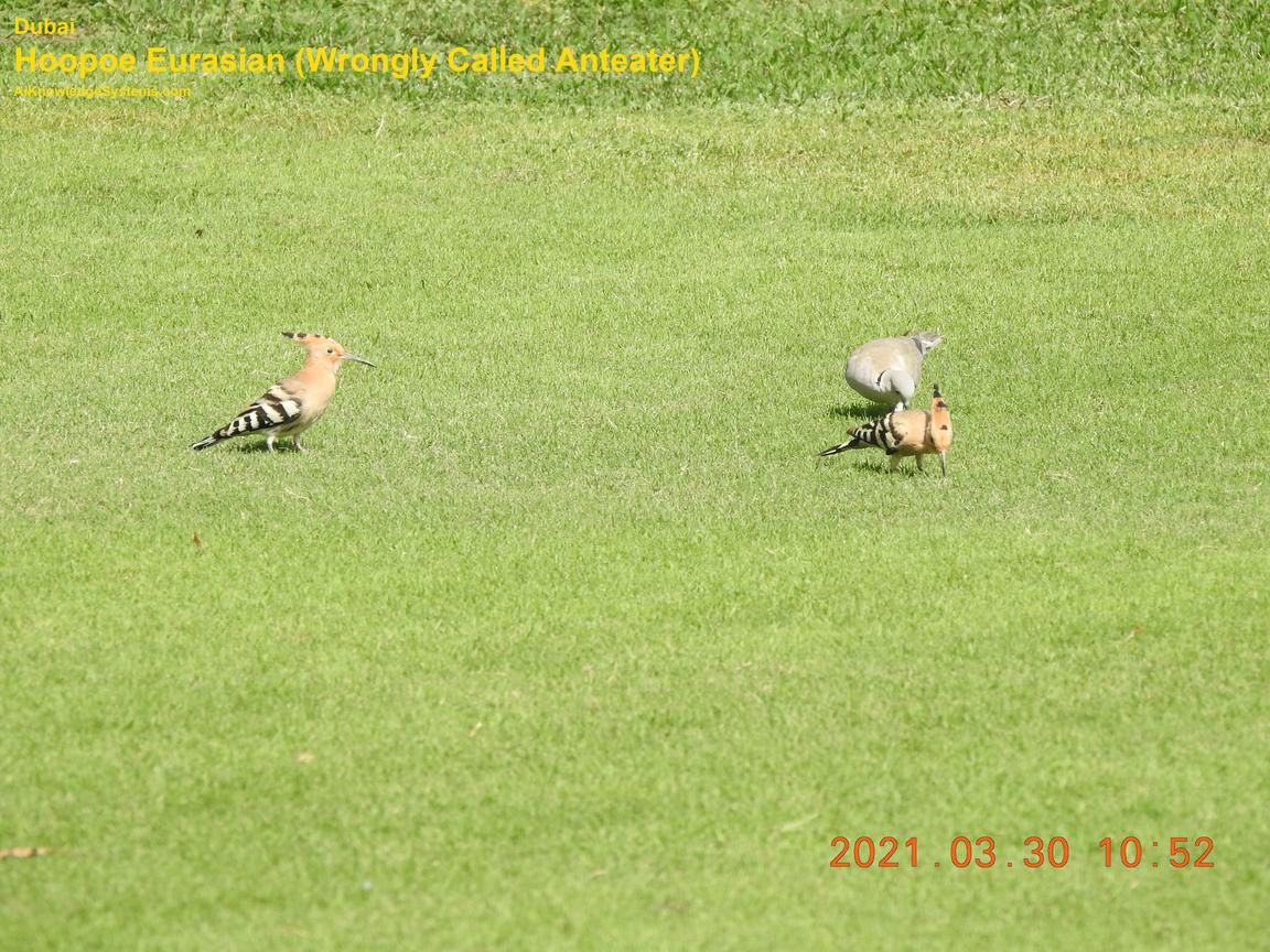 Hoopoe Eurasian (9) Coming Soon